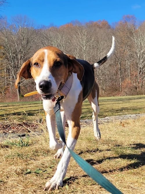 BUDDY - Treeing Walker Coonhound available for adoption