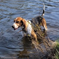 Buddy - Photo 4
