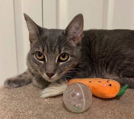 SUKI - Tabby / Domestic Short Hair available for adoption