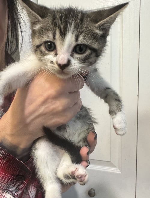 TINKERBELL - Tabby / Domestic Short Hair available for adoption