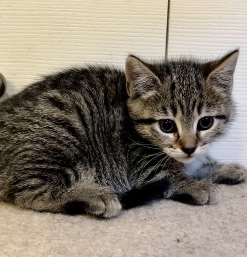 PENNY - Tabby / Tiger available for adoption