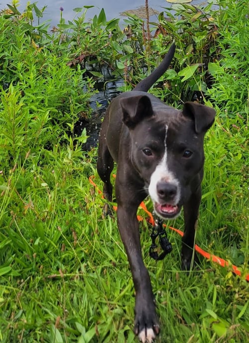LINDY - Pit Bull Terrier available for adoption