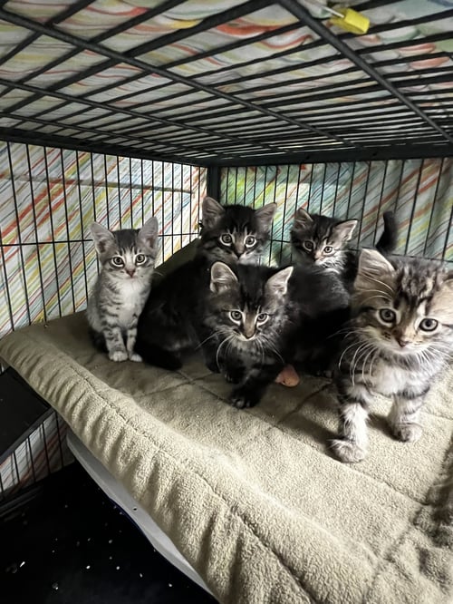 FLUFFY KITTENS- 6 IN LITTER