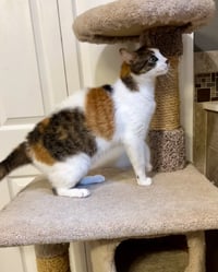 Luna - Photo 2
