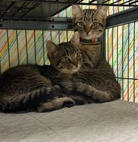 Tamara and Murano - Photo 1