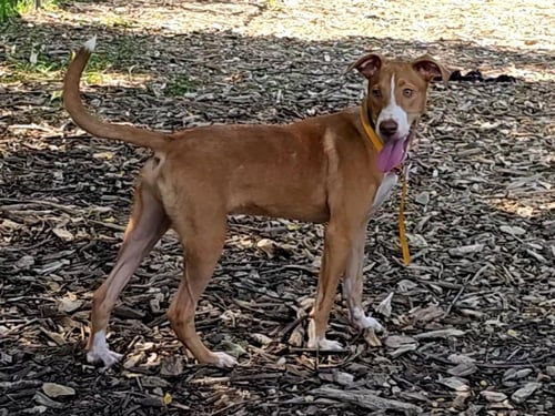 JET - Hound available for adoption