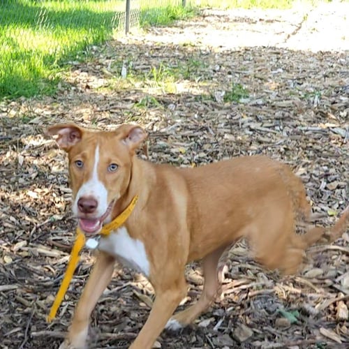 JET - Hound available for adoption