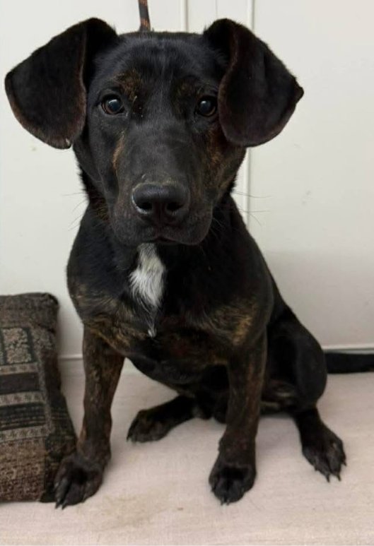 DUMBO - Coonhound available for adoption