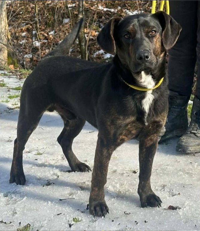 DUMBO - Coonhound available for adoption