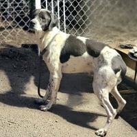 Jax - Photo 6