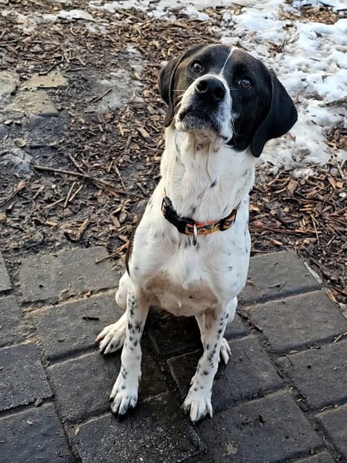 JAX - Brittany / Hound available for adoption