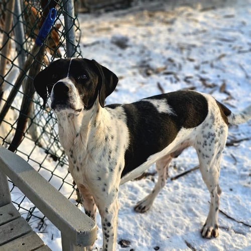 JAX - Brittany / Hound available for adoption