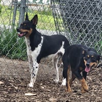 Levi - Photo 7