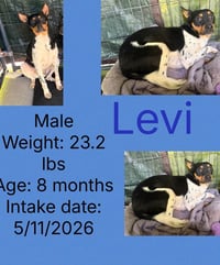 Levi - Photo 3