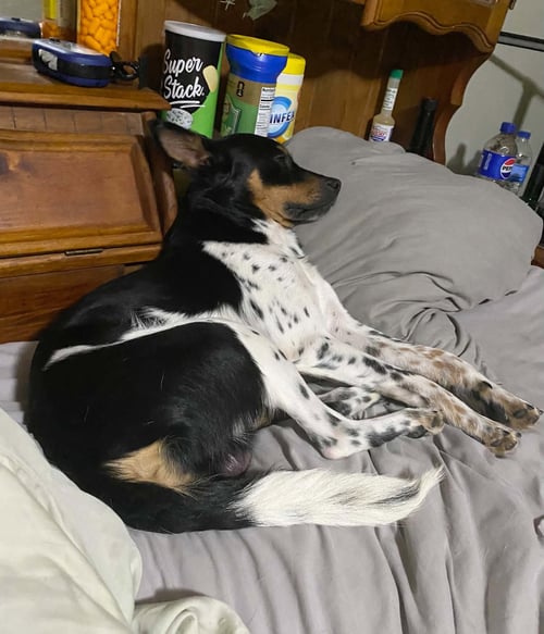 LEVI - Miniature Pinscher available for adoption