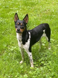 Levi - Photo 1