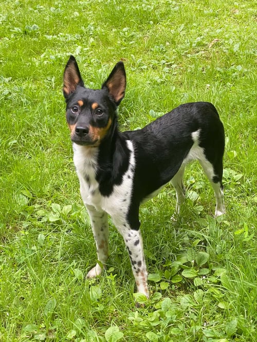 LEVI - Miniature Pinscher available for adoption
