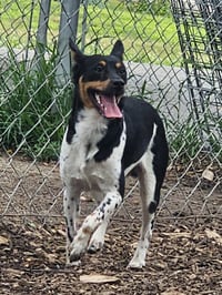 Levi - Photo 3