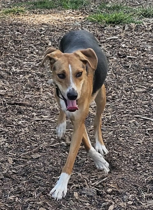 COBY - Beagle / Shepherd available for adoption