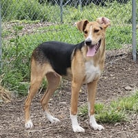 Coby - Photo 6