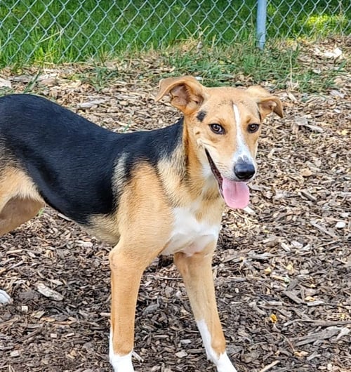 COBY - Beagle / Shepherd available for adoption