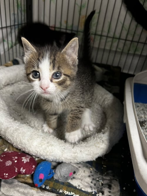 TROY - Domestic Short Hair / Tabby available for adoption