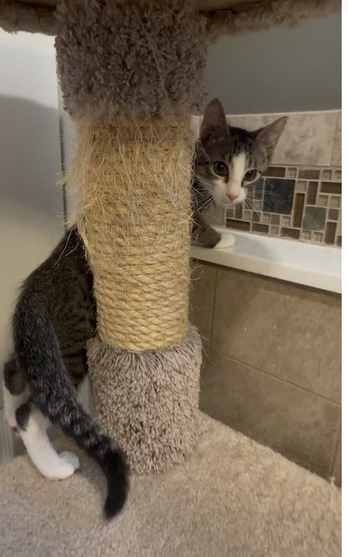 TROY - Domestic Short Hair / Tabby available for adoption