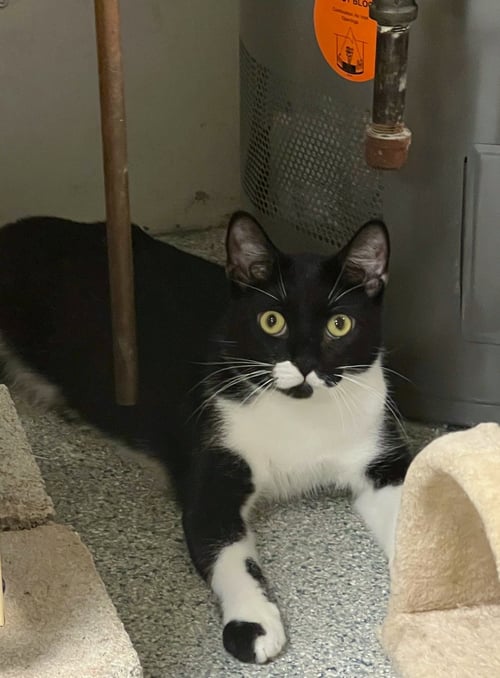 COSMO - Domestic Short Hair / Tuxedo available for adoption