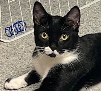 COSMO - Domestic Short Hair / Tuxedo available for adoption