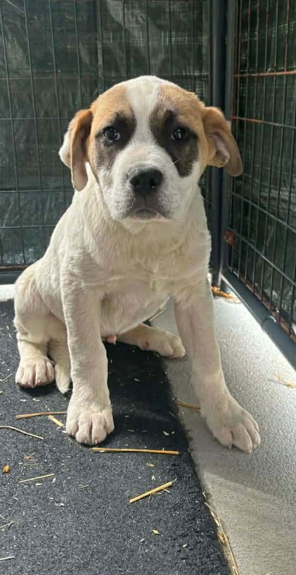 JAYDEN - Saint Bernard available for adoption