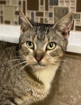 BON BON - Tiger / Abyssinian available for adoption