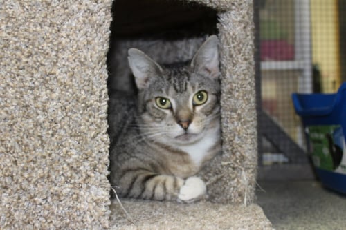 BON BON - Tiger / Abyssinian available for adoption