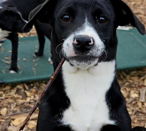 REGINA - Feist / Labrador Retriever available for adoption
