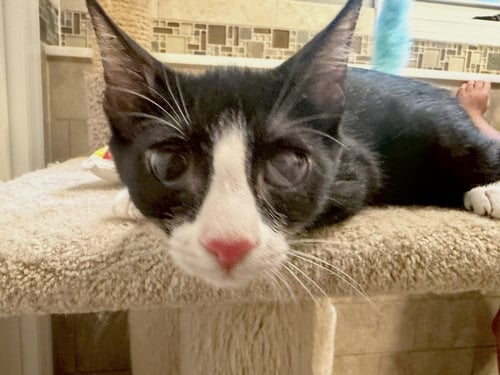 ARCHER - Domestic Short Hair / Tabby available for adoption