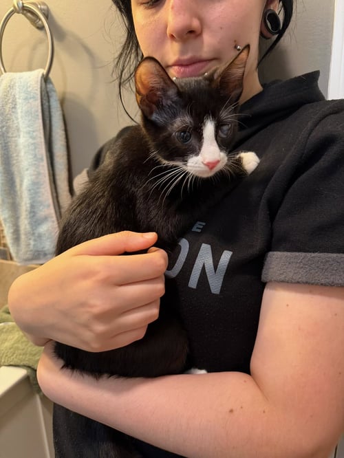 ARCHER - Domestic Short Hair / Tabby available for adoption