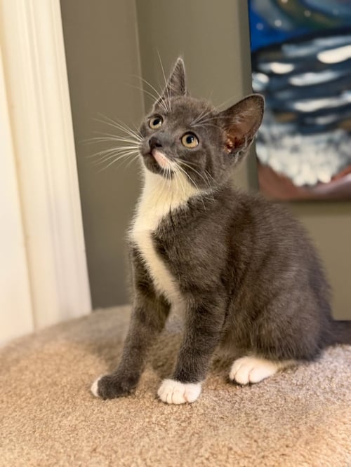 GEORGE - Tabby / Domestic Short Hair available for adoption