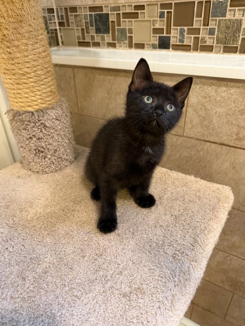 BRUNO - Tabby / Domestic Short Hair available for adoption