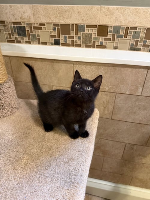 BRUNO - Tabby / Domestic Short Hair available for adoption