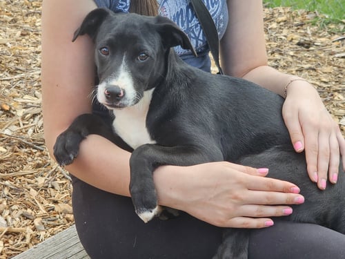 REGINA - Labrador Retriever / Feist available for adoption