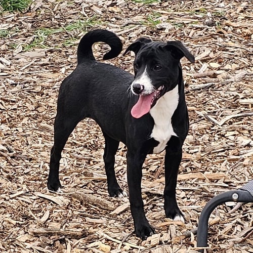 REGINA - Labrador Retriever / Feist available for adoption
