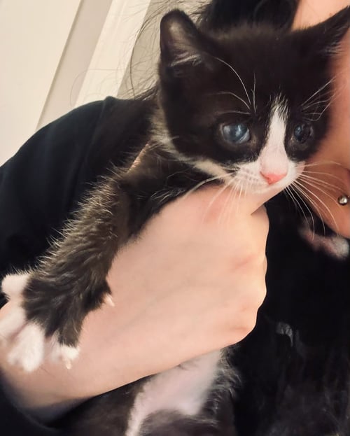ARCHER - Tuxedo / Domestic Short Hair for adoption in Paterson
