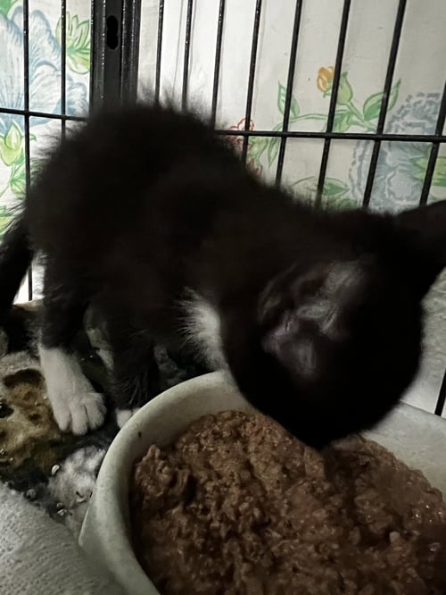 ARCHER - Tuxedo / Domestic Short Hair available for adoption