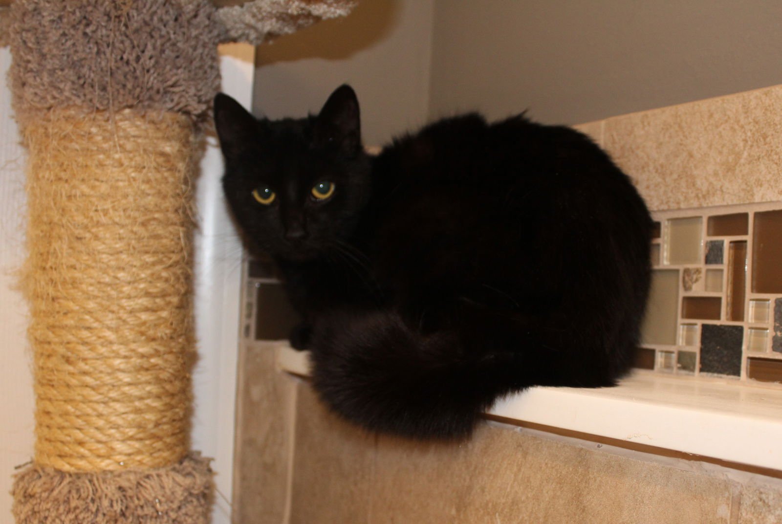 SMOOCH - Domestic Short Hair / Tabby available for adoption