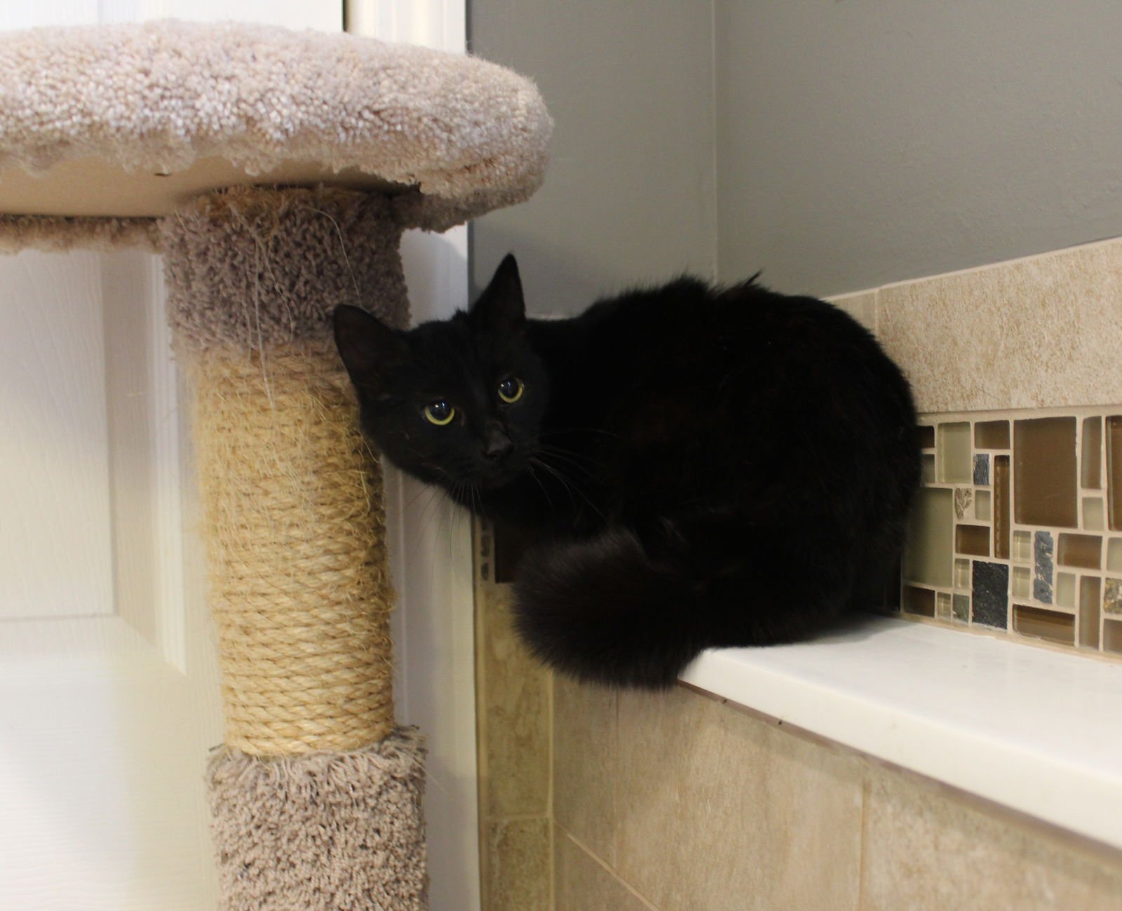 SMOOCH - Domestic Short Hair / Tabby available for adoption