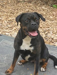 Wiggles - Photo 1