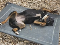 Wiggles - Photo 3