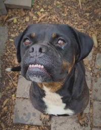 Wiggles - Photo 5