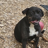 Wiggles - Photo 4
