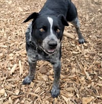 Bluey - Photo 2