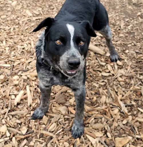BLUEY - Cattle Dog available for adoption